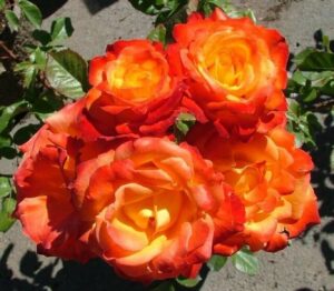 The Rose 'Confetti' Bush Form blooms with vibrant orange and yellow roses, resembling nature's confetti, set against a backdrop of lush green leaves.