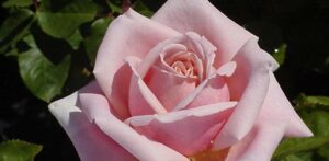 A close-up of a blooming Rose 'Truly Yours™' Bush Rose surrounded by lush green leaves.