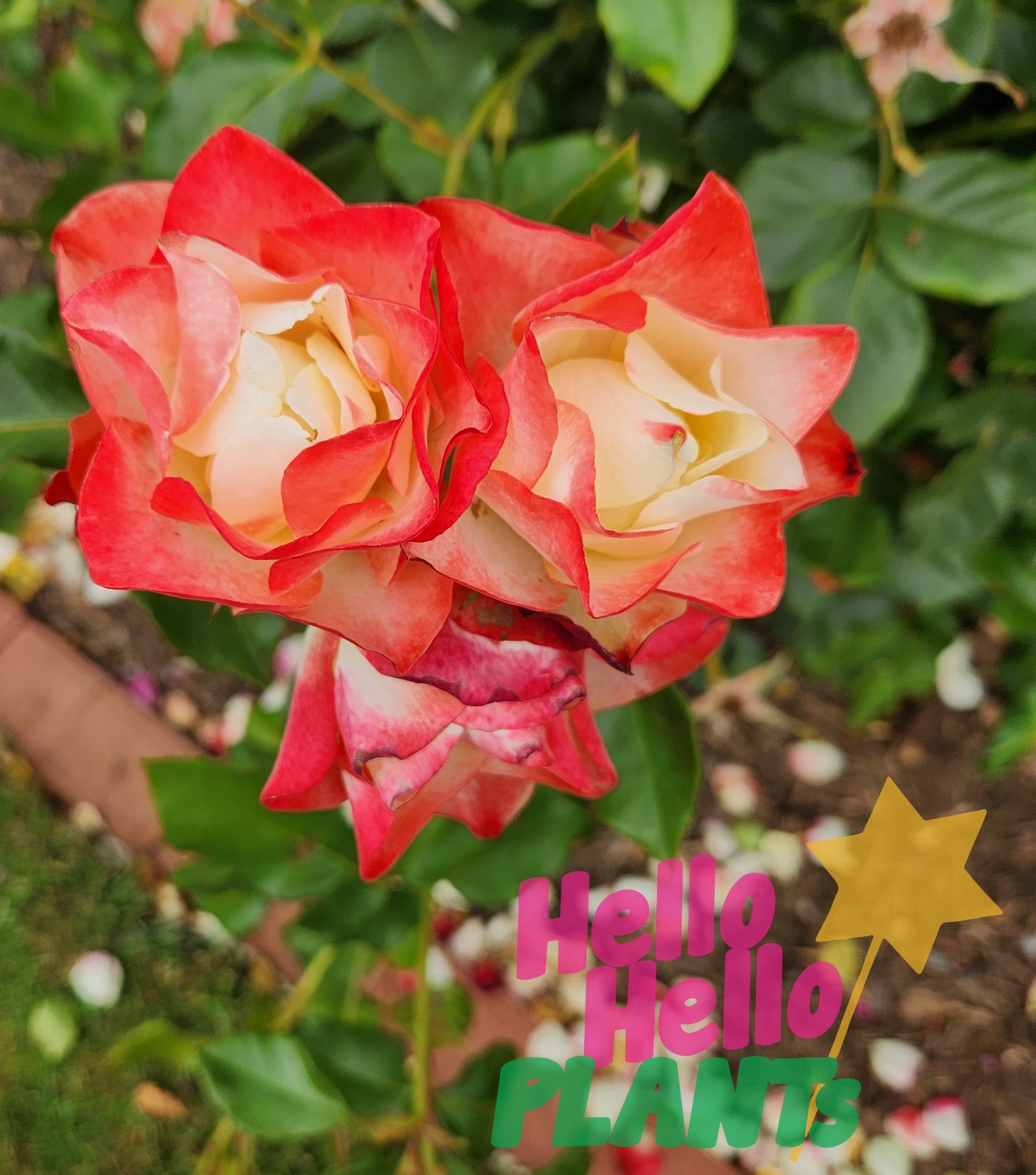 Rose 'Origami' Bush Form