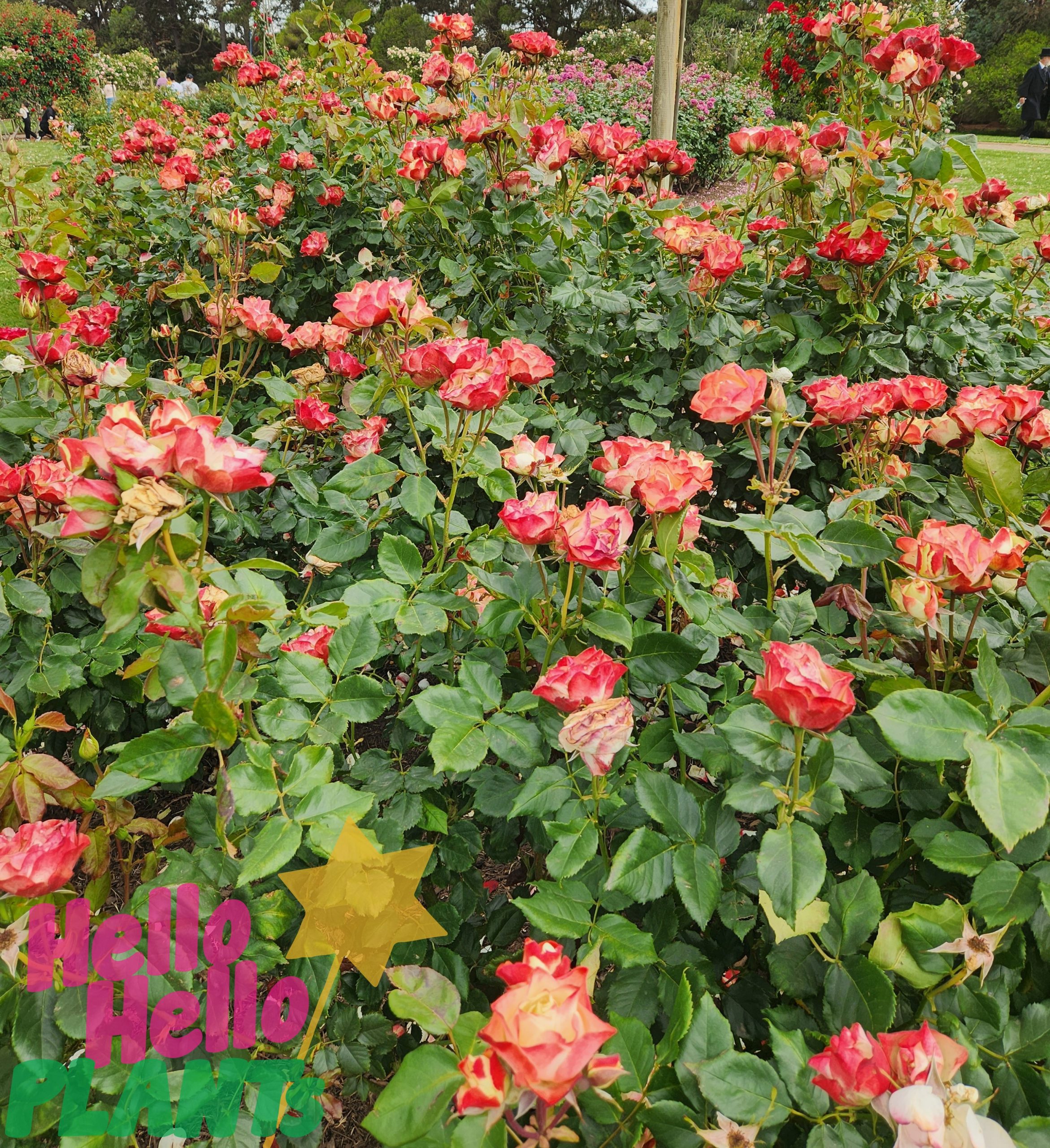 Rose 'Origami' Bush Form