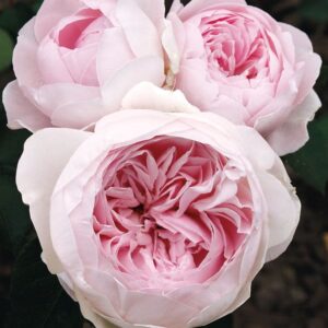 Three 'Earth Angel' roses in full bloom, featuring ruffled pale pink petals and encircled by lush dark green leaves.