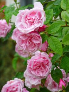 The Rose 'Kathleen Harrop' Climber is an elegant plant that displays beautiful pink roses in full bloom surrounded by vibrant green foliage.