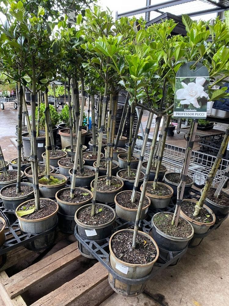 Rows of potted plants with green leaves are on display in the greenhouse or garden center, featuring a charming topiary called Gardenia 'Professor Pucci' 3ft Standard in an 8" pot.