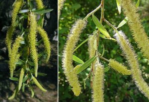 A close-up of Salix 'Chilean Pencil Willow' catkins, long and yellow-green, hanging gracefully from slender branches with lush green leaves against a leafy backdrop, showcases the typical elegance found in an 8'' pot.