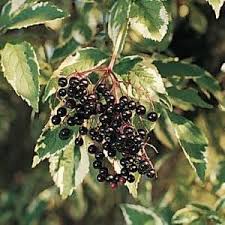 A cluster of ripe Sambucus 'Variegated Elderberry' dangles from a leafy branch, showcasing nature's beauty in an 8" pot.
