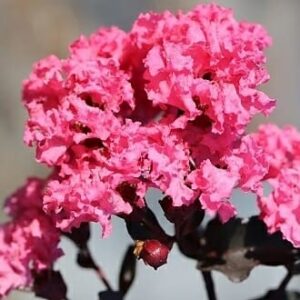 Lagerstroemia 'Diamonds In The Dark®' (Shell Pink) Crepe Myrtle in a 16" pot features shell pink flowers in full bloom, beautifully complemented by its striking dark stems and leaves.