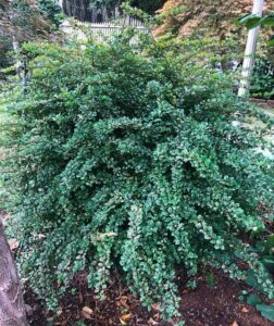 The Berberis 'Silver Beauty' Japanese Barberry in an 8" pot is a dense, leafy bush with small, shiny green leaves. Ideal for garden settings alongside fences and vibrant plants, it enhances any landscape's beauty.