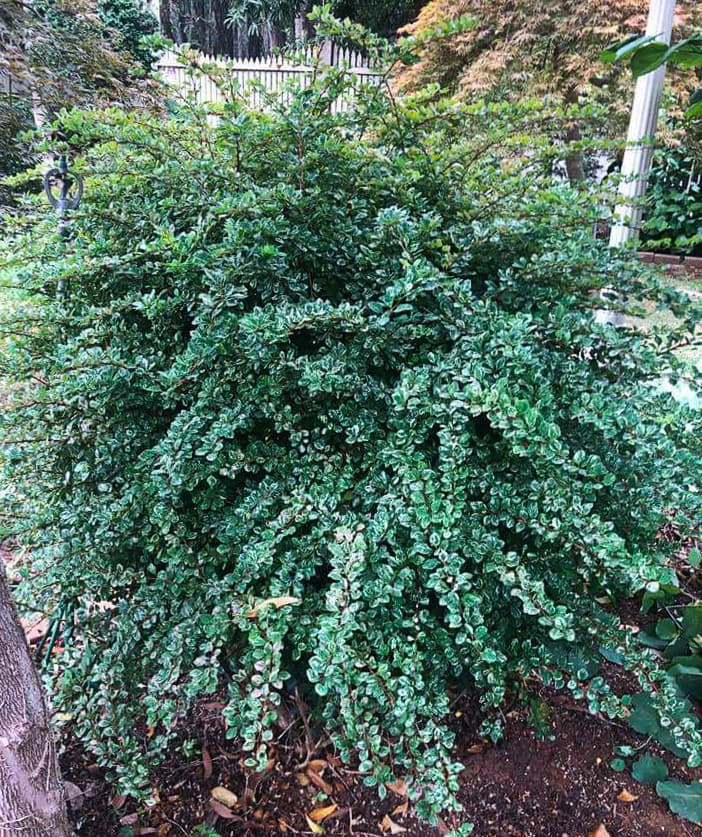 The Berberis 'Silver Beauty' Japanese Barberry in an 8" pot is a dense, leafy bush with small, shiny green leaves. Ideal for garden settings alongside fences and vibrant plants, it enhances any landscape's beauty.