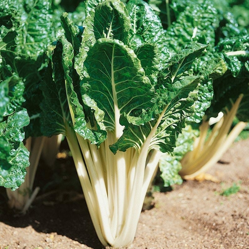 Close-up of Silverbeet 'Fordhook Giant' plants with lush green leaves and thick white stems growing in a garden.