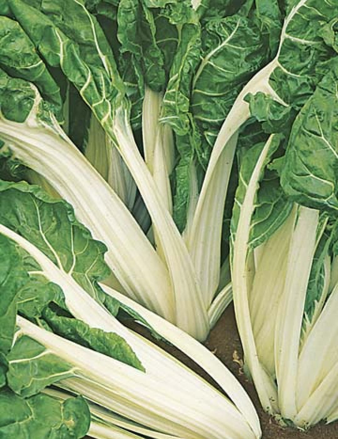 Close-up of vibrant green Silverbeet 'Fordhook Giant', with striking white stalks flourishing in the rich soil.