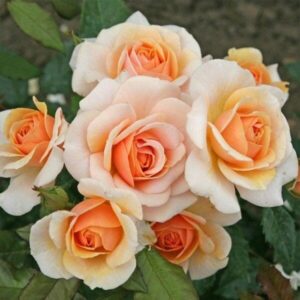The Rose 'Sweet Honey' Bush Form, featuring peach and cream blooms accented by vibrant green foliage, exudes a sweet honey allure.