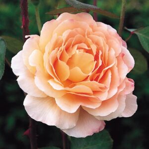 Close-up of a blooming Rose 'Tamora' Bush Form in peach, with soft layered petals, set against a backdrop of green leaves.