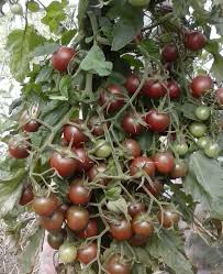 A cluster of ripe tomatoes from the Tomato 'Black Cherry' 4" Pot clings to the vine, surrounded by vibrant green leaves, making it ideal for any small garden.