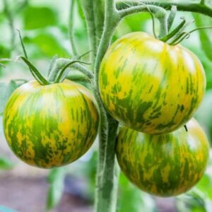 In a 4" pot, three 'Green Zebra' tomatoes with yellow stripes hang on the vine, thriving beautifully.