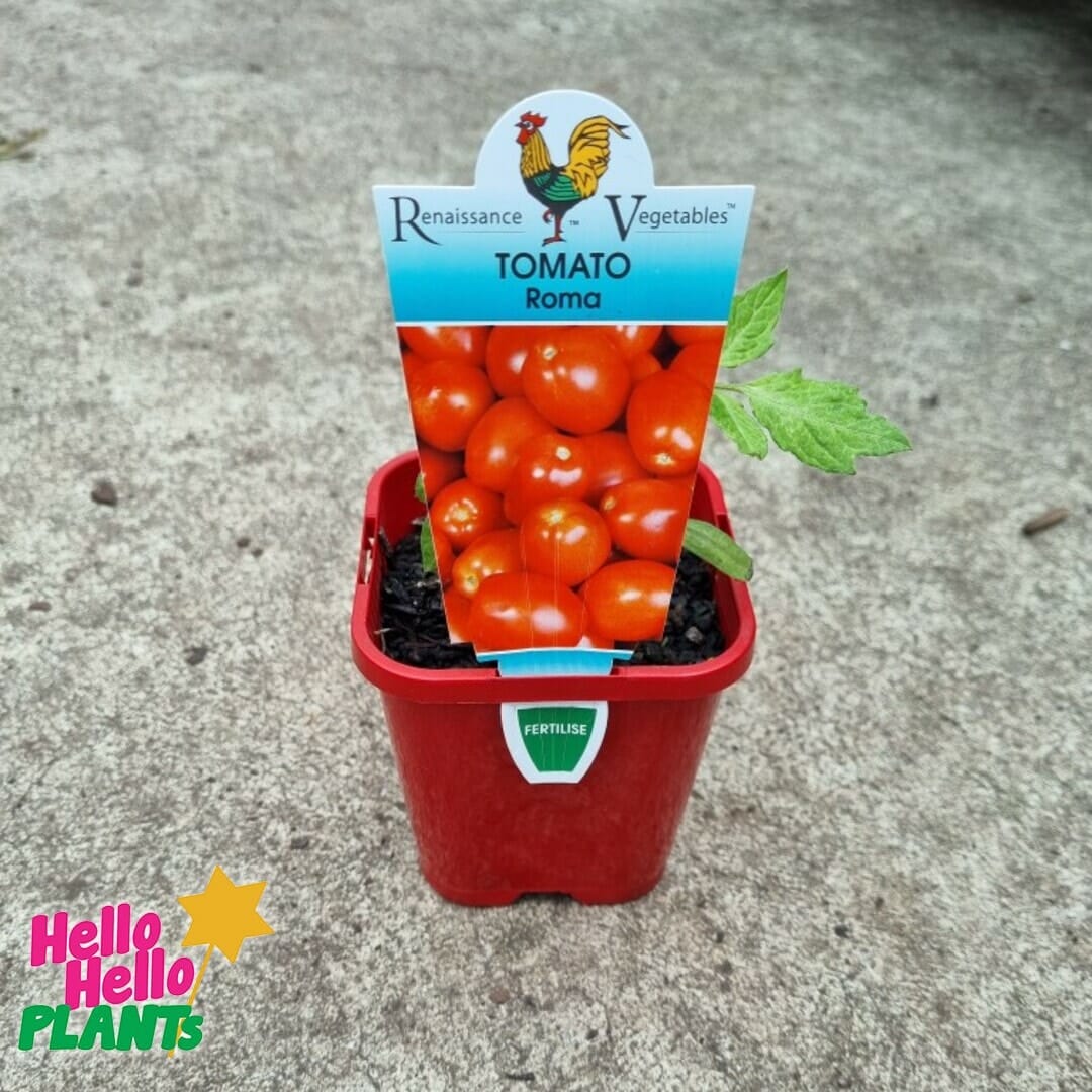 Tomato 'Roma' 4" Pot