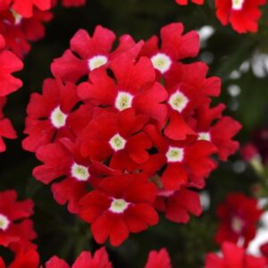 Close-up of lush Verbena 'Cadet™ Red' in a 6" pot, showcasing vibrant red flowers with small white centers against a backdrop of green foliage.