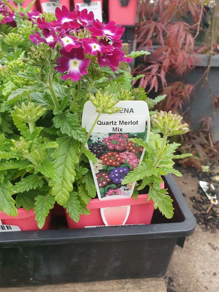 Verbena Quartz 'Merlot Mix' in a 4" pot, featuring pink, purple, and white blooms, displayed within a garden center.