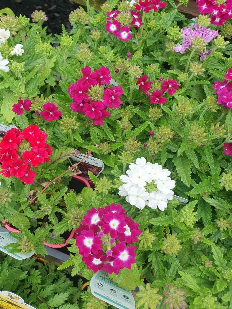The Verbena Quartz 'Merlot Mix' blooms brilliantly in hues of red, pink, purple, and white against a backdrop of lush green leaves, adding a breathtaking touch to any garden. Perfect for enhancing outdoor spaces, these flowers turn your landscape into a masterpiece. Available in a convenient 4" pot.
