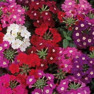 An eye-catching display of vibrant cluster flowers, highlighting the Verbena Quartz 'Merlot Mix' in hues of pink, red, white, and purple, with lush green leaves peeking through.