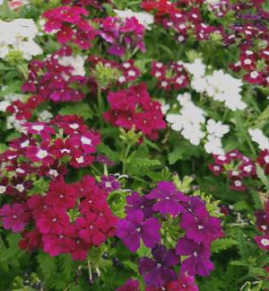 The Verbena Quartz 'Merlot Mix' features vibrant verbena flowers in shades of red, pink, purple, and white, enhanced by lush green foliage.