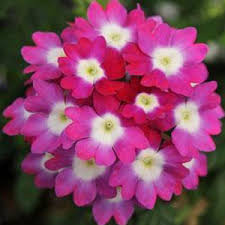 A close-up of vibrant pink and white Verbena 'Big Eye Raspberry®' flowers, arranged circularly against dark green foliage, flourishing beautifully in a 6" pot.