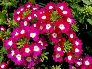 A lush 6" pot features Verbena 'Big Eye Raspberry®' with vibrant green leaves and bright magenta flowers showcasing distinct white centers.