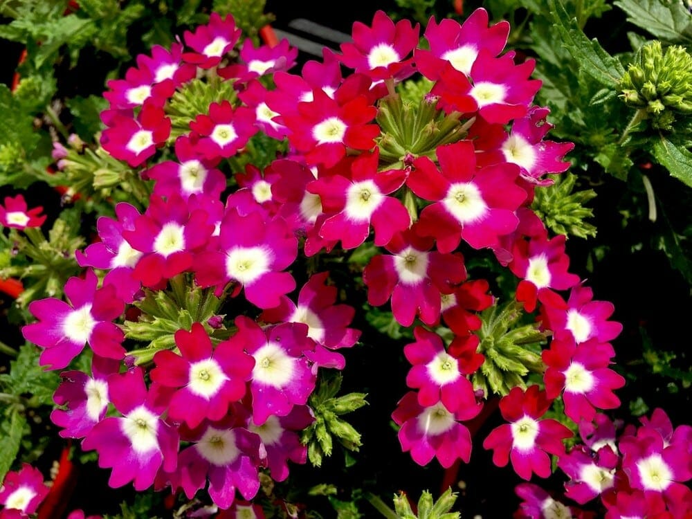 A lush 6" pot features Verbena 'Big Eye Raspberry®' with vibrant green leaves and bright magenta flowers showcasing distinct white centers.
