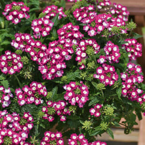 The image features a Verbena 'Big Eye Raspberry®' in a 6" pot, showcasing vibrant pink and white blooms with lush green leaves.