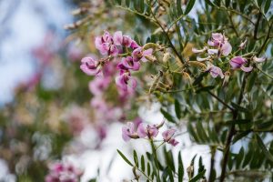 Close-up of a Virgilia 'Cape Lilac' Tree branch with clusters of small pink flowers and green leaves against a softly blurred outdoor background.