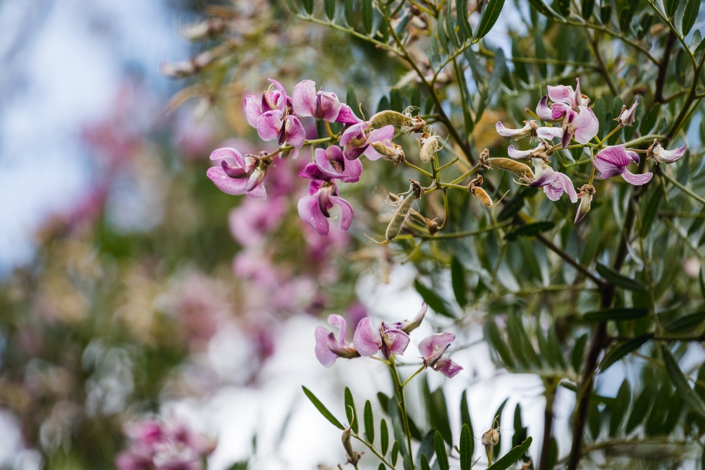 Close-up of a Virgilia 'Cape Lilac' Tree branch with clusters of small pink flowers and green leaves against a softly blurred outdoor background.