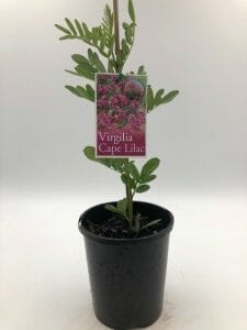 Virgilia 'Cape Lilac' Tree 6" Pot