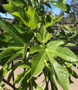 Close-up of the vibrant green leaves with distinct lobes and veins of the Ficus 'White Adriatic' Fig in a 12" pot, set against a sunny outdoor background, showcasing the lush growth typical of this plant.