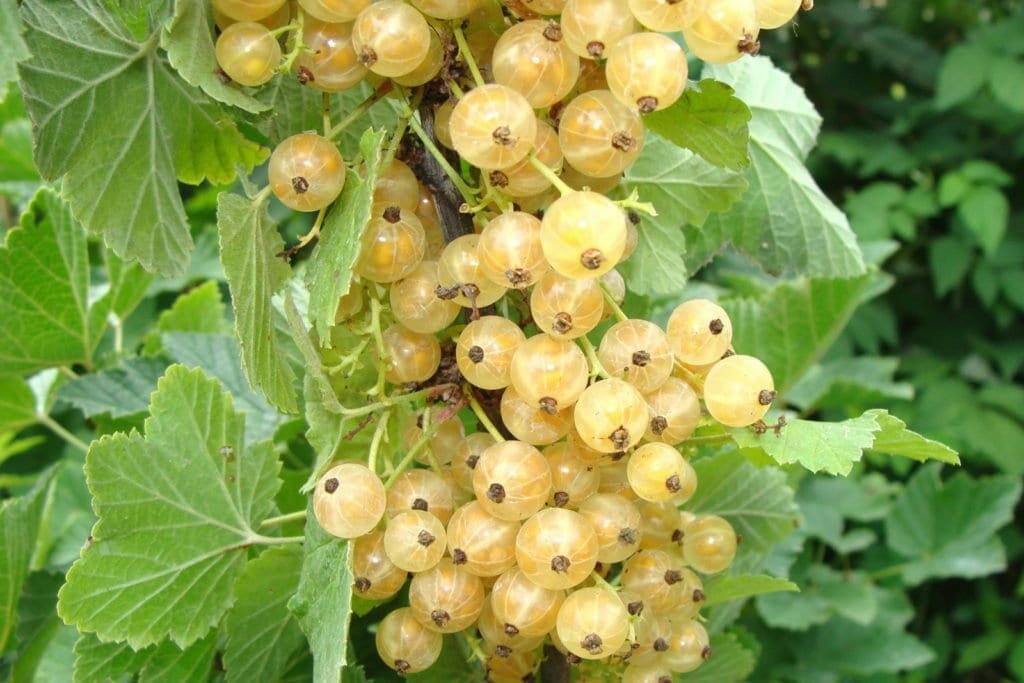 A cluster of ripe white currants dangles gracefully from the lush Ribes 'White Currant,' elegantly thriving in its 8" pot.
