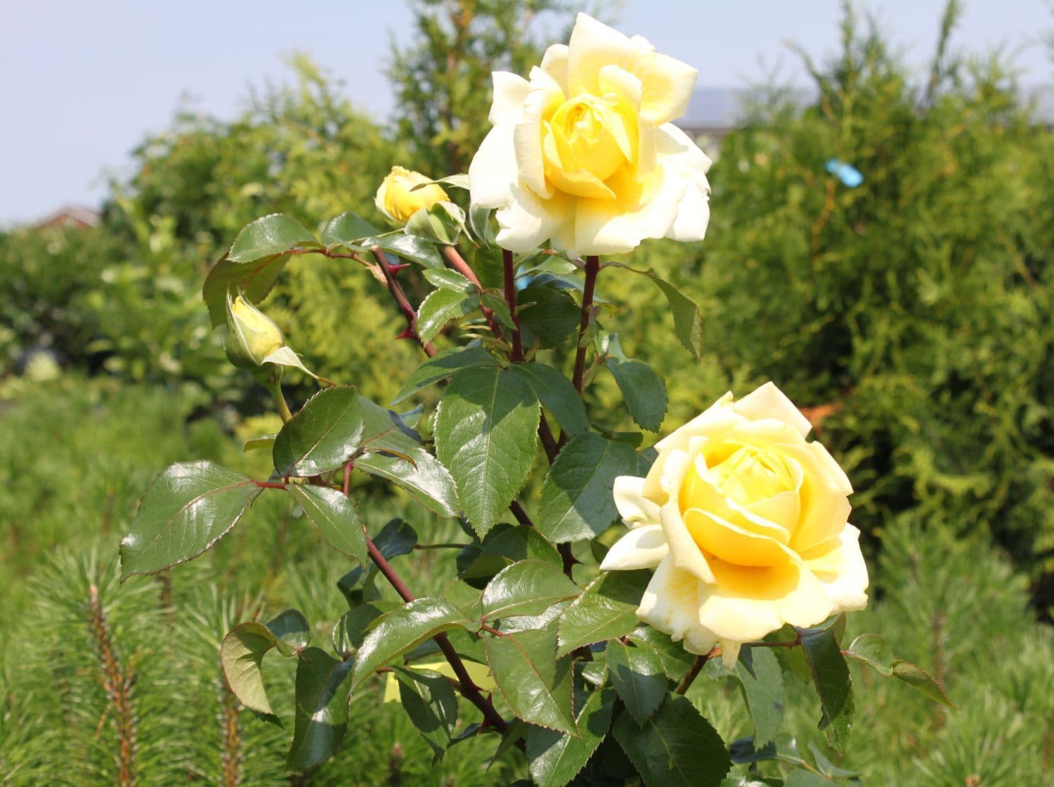 The Rose 'Winter Sun' PBR 3ft Standard showcases bright yellow blooms set against a background of rich green leaves, enhancing a tranquil garden atmosphere.