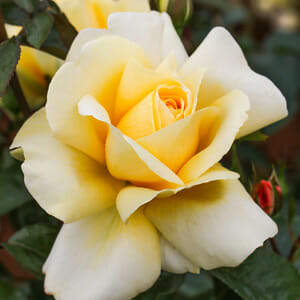 A close-up of the Rose 'Winter Sun' PBR 3ft Standard, showcasing its blooming yellow and white petals as it basks in the gentle glow of the winter sun, surrounded by lush green leaves.