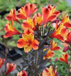 Close-up of the vibrant orange and yellow blooms of Alstroemeria 'Indian Summer' (Peruvian Lily) with dark foliage in a garden setting.
