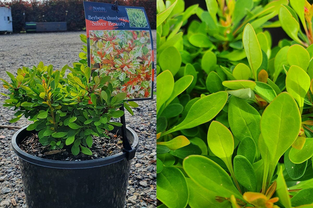 The Berberis 'Silver Beauty' Japanese Barberry, housed in an 8" pot, displays its intricate green leaves. A close-up reveals the detailed foliage of this Berberis thunbergii variety.