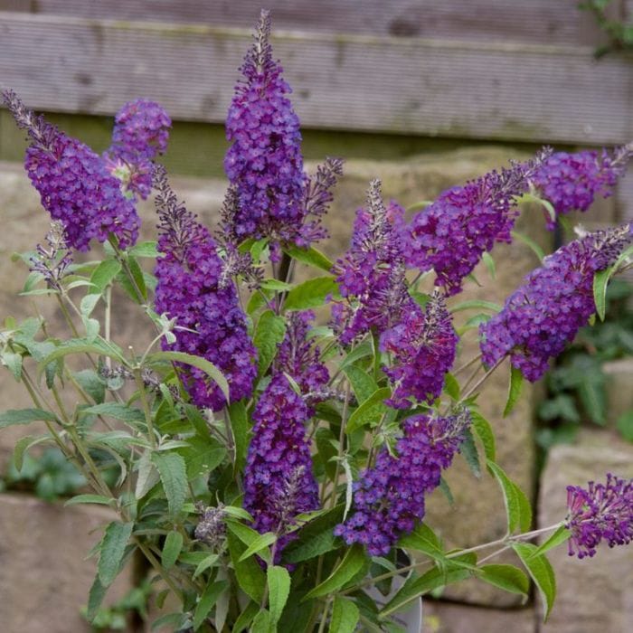The Buddleja 'Buzz™ Purple' in a 6" pot showcases vibrant purple butterfly bush flowers among lush green leaves, set against a backdrop of stone and a wooden fence.