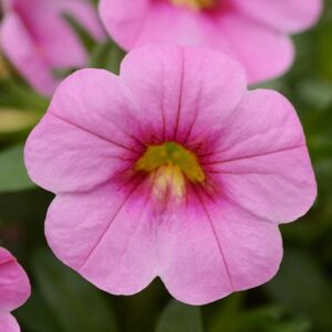 Close-up of a blooming Calibrachoa 'Conga Rose Pink' in a 6" pot, highlighting its vibrant yellow center and lush green leaves in the background.