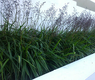 A striking visual is created by dense green grass complemented by tall, thin Dianella 'Lucia™' Flax lily plants with purple tips against a white wall. Available in 6" pots, these vibrant touches add an elegant element to the serene garden landscape.