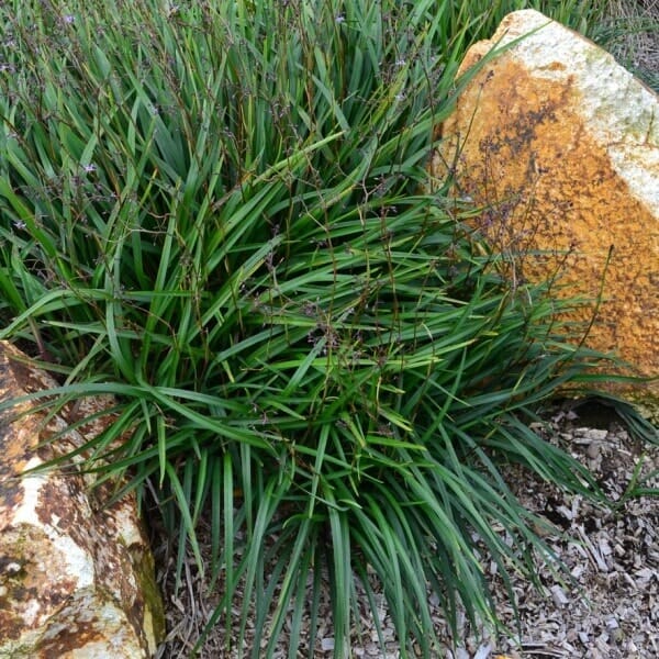A Dianella 'Lucia™' Flax lily, with its dense green foliage and small purple buds, emerges beautifully from among large orange and brown rocks, thriving in its 6" pot.