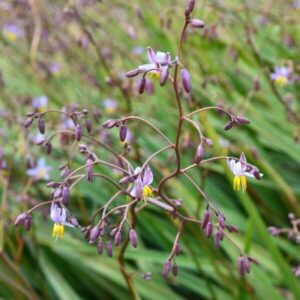 Close-up of a Dianella 'Lucia™' Flax lily 6" Pot, highlighting its delicate purple flowers and buds against a blurred green background.