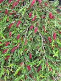 Close-up of the Grevillea 'Fanfare™,' featuring green foliage and clusters of red bottlebrush-like flowers, creating a vibrant display in its 8" pot.