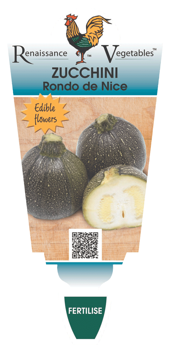 Zucchini 'Ronde de Nice' 4" Pot