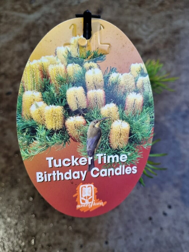 Banksia 'Birthday Candles' 6" Pot