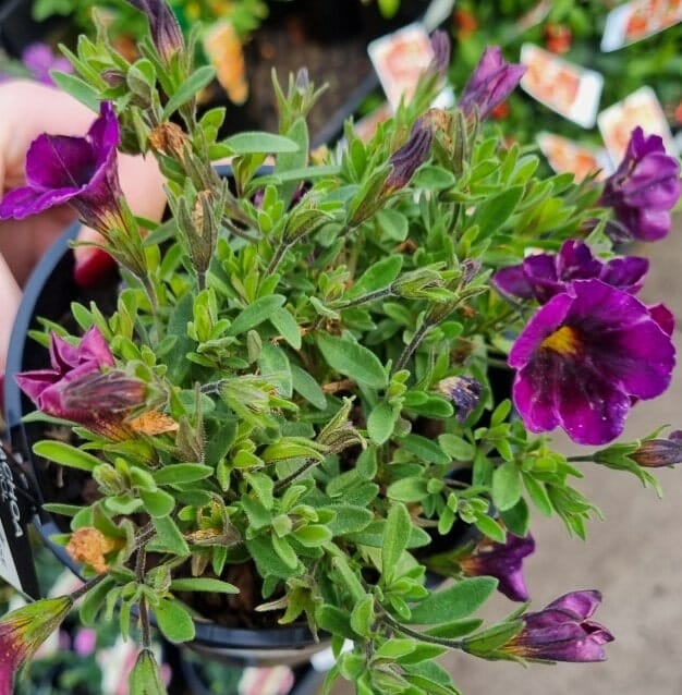 Calibrachoa 'Purple' 6" Pot