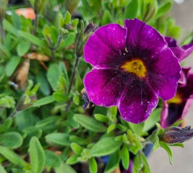 Calibrachoa 'Purple' 6" Pot