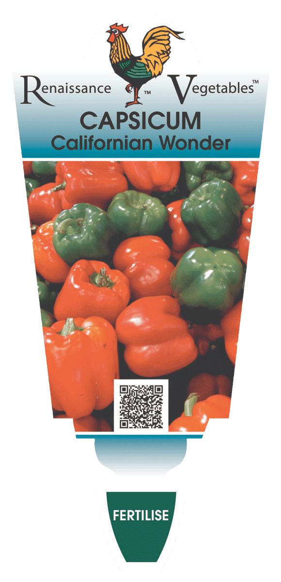 Capsicum 'Californian Wonder' 4" Pot