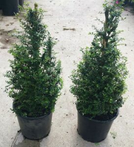 Two Lonicera 'BoxOz' Topiary Cone 8" Pot evergreen shrubs with elegant conical shapes are placed side by side on a concrete surface.