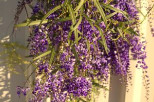 Hardenbergia 'Bliss' features purple flowers and long green leaves cascading in sunlight against a pale background.